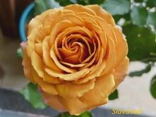 Golden Mustard (Голден Мустард) (Мультифлора)